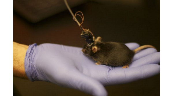 nVista HD, un mini-microscopio per studiare il cervello