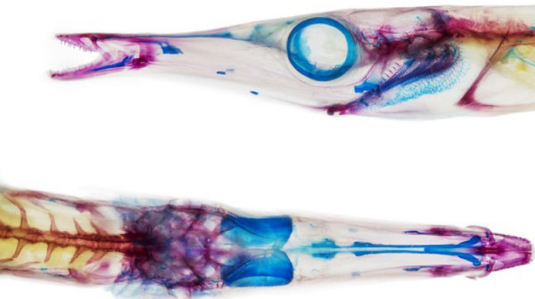 Aulorhynchus flavidus