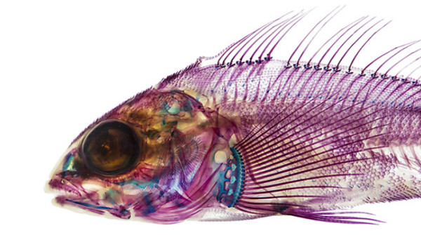 Greenling