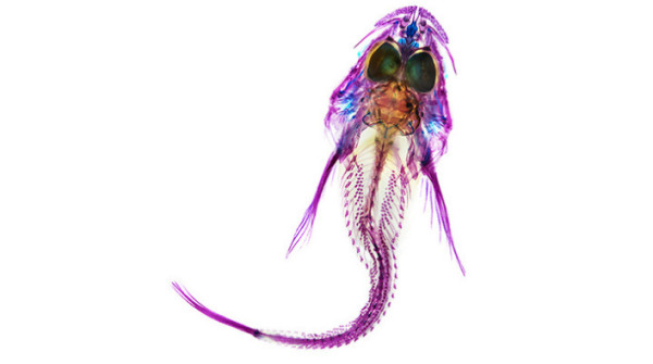 Una specie di scorfano