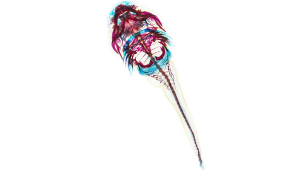 Gobiesox maeandricus