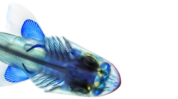 Triakidae semifasciata
